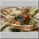 Caliadurgus fasciatellus - Wegwespe w01d 6mm mit Spinne - Sandgrube Niedringhaussee-det.jpg